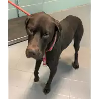 Foto dell\'animale cane - Matr. 2020/0039 - Microchip 380260043854401