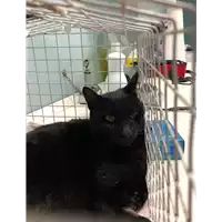 Foto dell\'animale gatto - Matr. 2020/0040 - Microchip 380260043853785