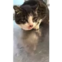 Foto dell\'animale gatto - Matr. 2020/0042 - Microchip 380260043854520