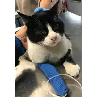 Foto dell\'animale gatto - Matr. 2020/0048 - Microchip 380260043854471