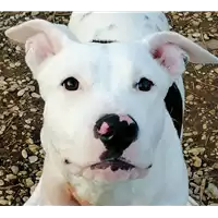 Foto dell\'animale cane - Matr. 2020/0052 - Microchip 380260043526955