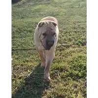 Foto dell\'animale cane - Matr. 2020/0036 - Microchip 380260080240825