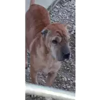 Foto dell\'animale cane - Matr. 2020/0035 - Microchip 380260000499161
