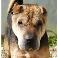 Foto dell\'animale cane - Matr. 2019/1627 - Microchip 380260043848455