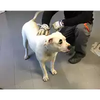 Foto dell\'animale cane - Matr. 2017/0359 - Microchip 380260043152104