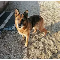 Foto dell\'animale cane - Matr. 2019/2045 - Microchip 380260000693539