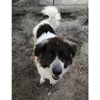 Foto dell\'animale cane - Matr. 2018/1567 - Microchip 380260000952507