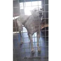 Foto dell\'animale cane - Matr. 2020/0067 - Microchip 380260042272922