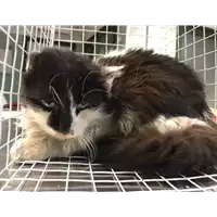 Foto dell\'animale gatto - Matr. 2020/0068 - Microchip 380260043854061