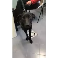 Foto dell\'animale cane - Matr. 2020/0069 - Microchip 380260043853609