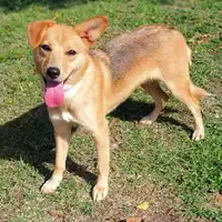 Foto dell\'animale cane - Matr. 2019/1045 - Microchip 380260043680991