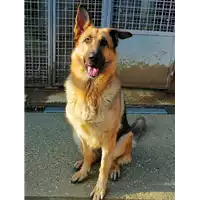 Foto dell\'animale cane - Matr. 2019/2116 - Microchip 380260043869741