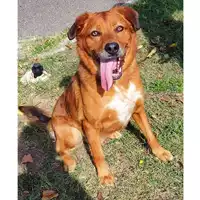 Foto dell\'animale cane - Matr. 2016/0343 - Microchip 380260042717346