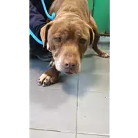 Foto dell\'animale cane - Matr. 2020/0072 - Microchip 380260043853500