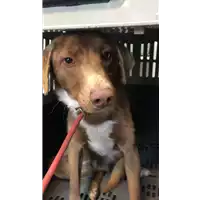 Foto dell\'animale cane - Matr. 2020/0071 - Microchip 380260043853866