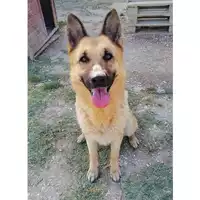 Foto dell\'animale cane - Matr. 2020/0077 - Microchip 380260043526611