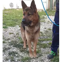 Foto dell\'animale cane - Matr. 2020/0078 - Microchip 380260043854402