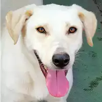 Foto dell\'animale cane - Matr. 2019/0291 - Microchip 380260002792765