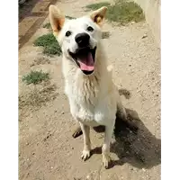 Foto dell\'animale cane - Matr. 2019/0053 - Microchip 380260042268424