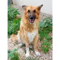 Foto dell\'animale cane - Matr. 2019/1975 - Microchip 380260043680984