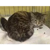 Foto dell\'animale gatto - Matr. 2017/0365 - Microchip 380260043135050