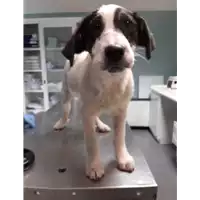 Foto dell\'animale cane - Matr. 2020/0089 - Microchip 380260043852846