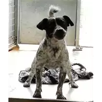 Foto dell\'animale cane - Matr. 2019/2525 - Microchip 380260043707847