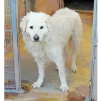Foto dell\'animale cane - Matr. 2019/1697 - Microchip 380260043680880