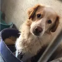cane - Matr. 2017/0362 - Microchip 380260043147486