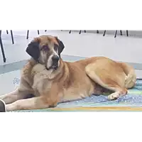 Foto dell\'animale cane - Matr. 2019/0187 - Microchip 380260043870502