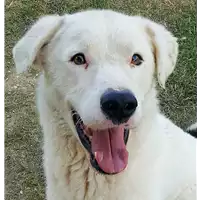 Foto dell\'animale cane - Matr. 2015/0183 - Microchip 380260042136449