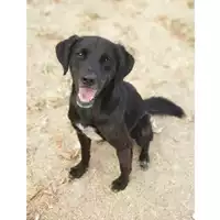 Foto dell\'animale cane - Matr. 2018/0291 - Microchip 380260002495140