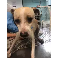 Foto dell\'animale cane - Matr. 2020/0090 - Microchip 380260043853255