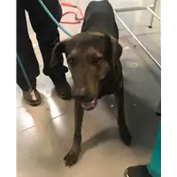 Foto dell\'animale cane - Matr. 2020/0093 - Microchip 380260043854569