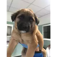 Foto dell\'animale cane - Matr. 2020/0094 - Microchip 380260043854399