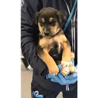 Foto dell\'animale cane - Matr. 2020/0095 - Microchip 380260043854017