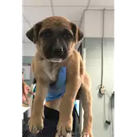 Foto dell\'animale cane - Matr. 2020/0096 - Microchip 380260043854467