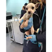 Foto dell\'animale cane - Matr. 2020/0097 - Microchip 380260043854282