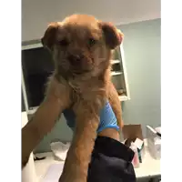 Foto dell\'animale cane - Matr. 2020/0100 - Microchip 380260043535337