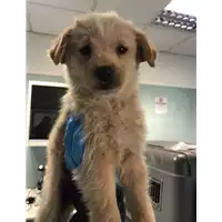 Foto dell\'animale cane - Matr. 2020/0101 - Microchip 380260043535245