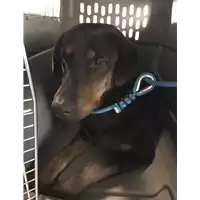 Foto dell\'animale cane - Matr. 2020/0102 - Microchip 380260043534563