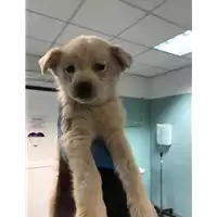 Foto dell\'animale cane - Matr. 2020/0104 - Microchip 380260043534708
