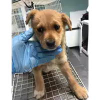 Foto dell\'animale cane - Matr. 2020/0107 - Microchip 380260043534530