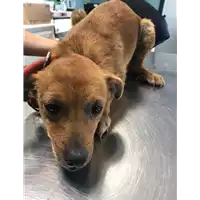 Foto dell\'animale cane - Matr. 2020/0108 - Microchip 380260043527303