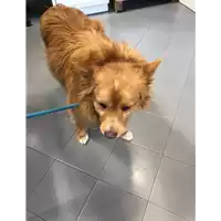 Foto dell\'animale cane - Matr. 2020/0109 - Microchip 380260043534951