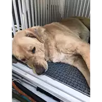 Foto dell\'animale cane - Matr. 2020/0099 - Microchip 380260043854038