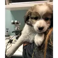 Foto dell\'animale cane - Matr. 2020/0117 - Microchip 380260043527215