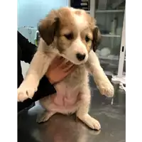 Foto dell\'animale cane - Matr. 2020/0116 - Microchip 380260043523932