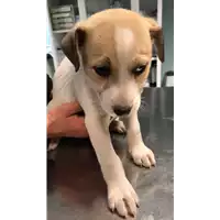 Foto dell\'animale cane - Matr. 2020/0115 - Microchip 380260043527135