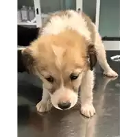 Foto dell\'animale cane - Matr. 2020/0114 - Microchip 380260043524940